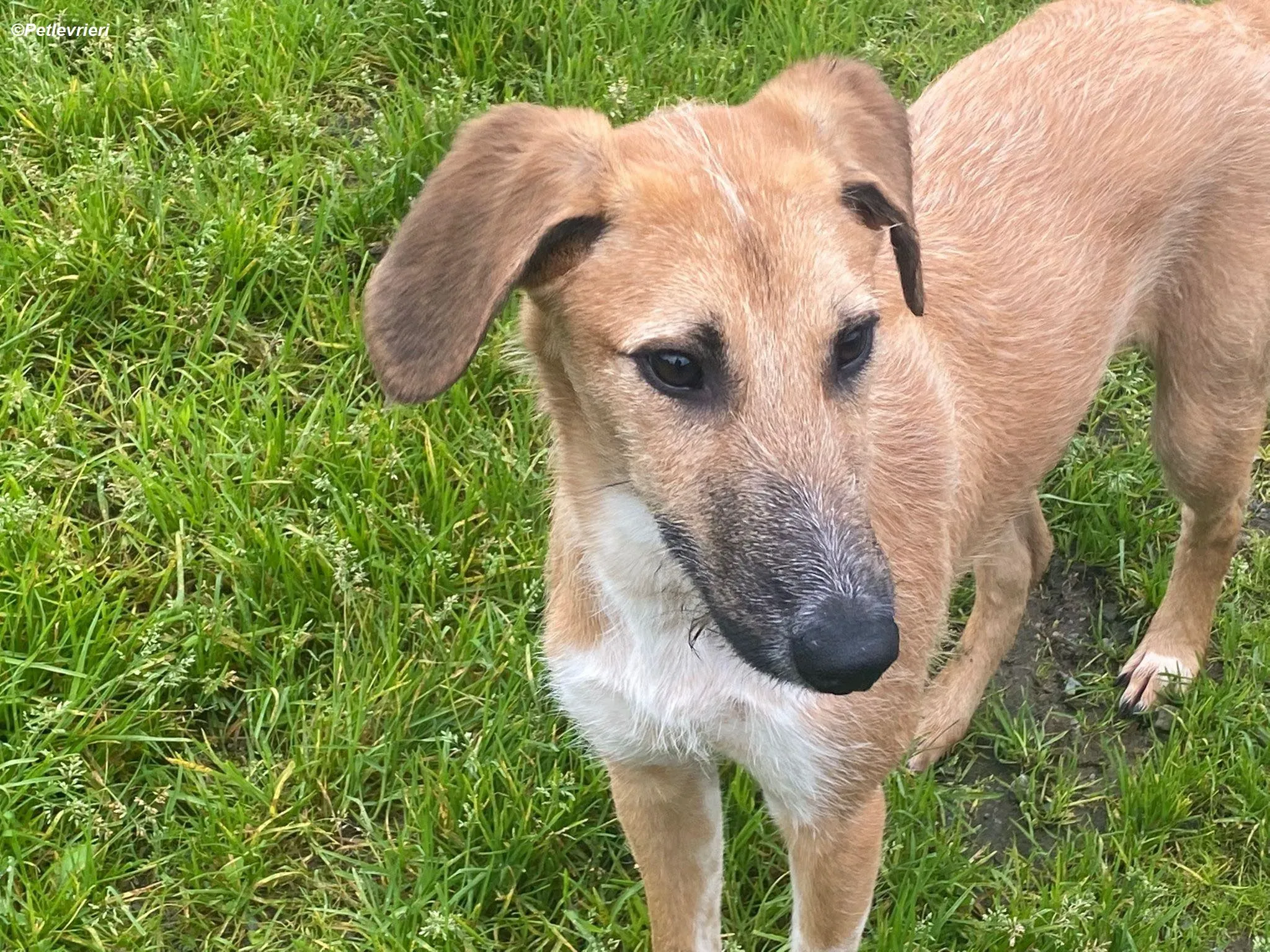 Bob adozione levrieri greyhound 6