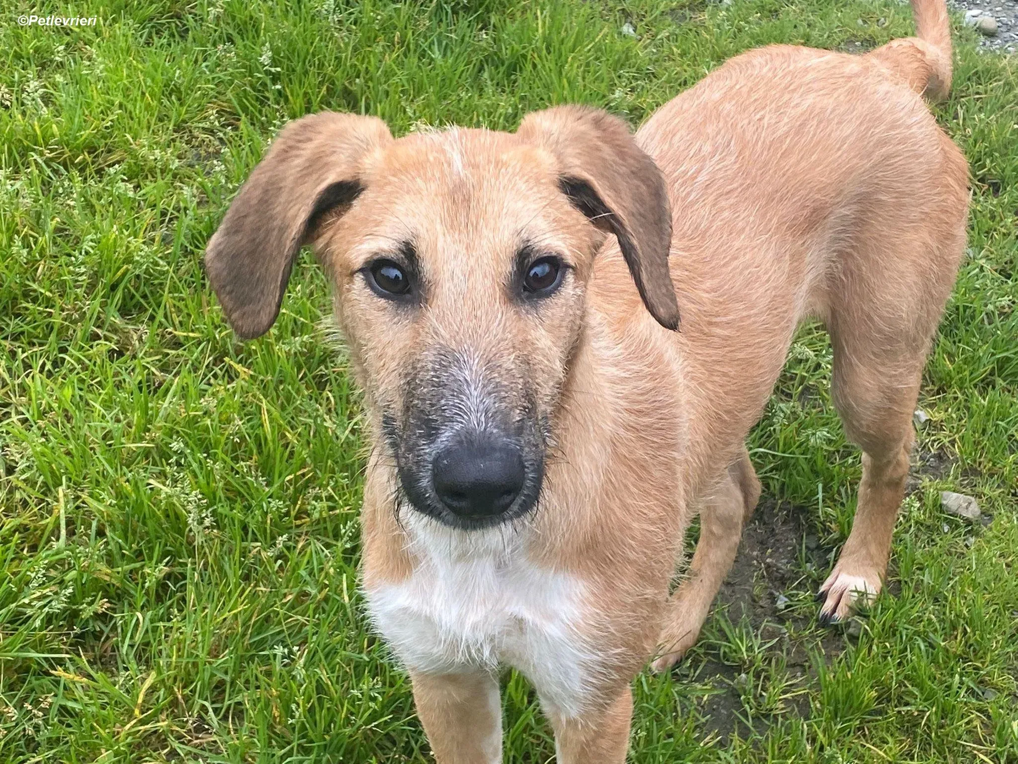 Bob adozione levrieri greyhound 7