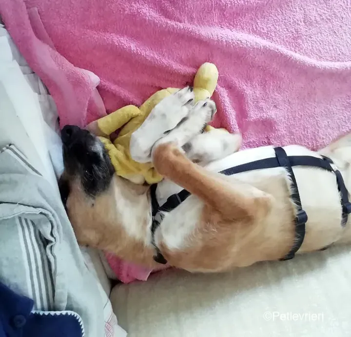 Bob lurcher ruvido adozione levrieri foster cane 1