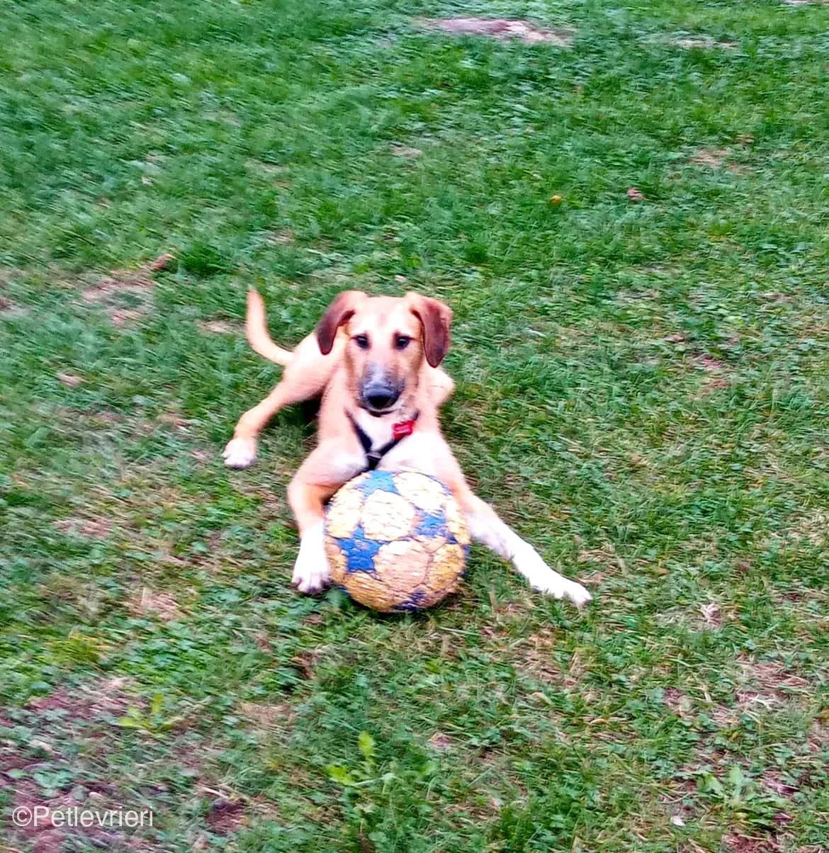 Bob lurcher ruvido adozione levrieri foster cane 11