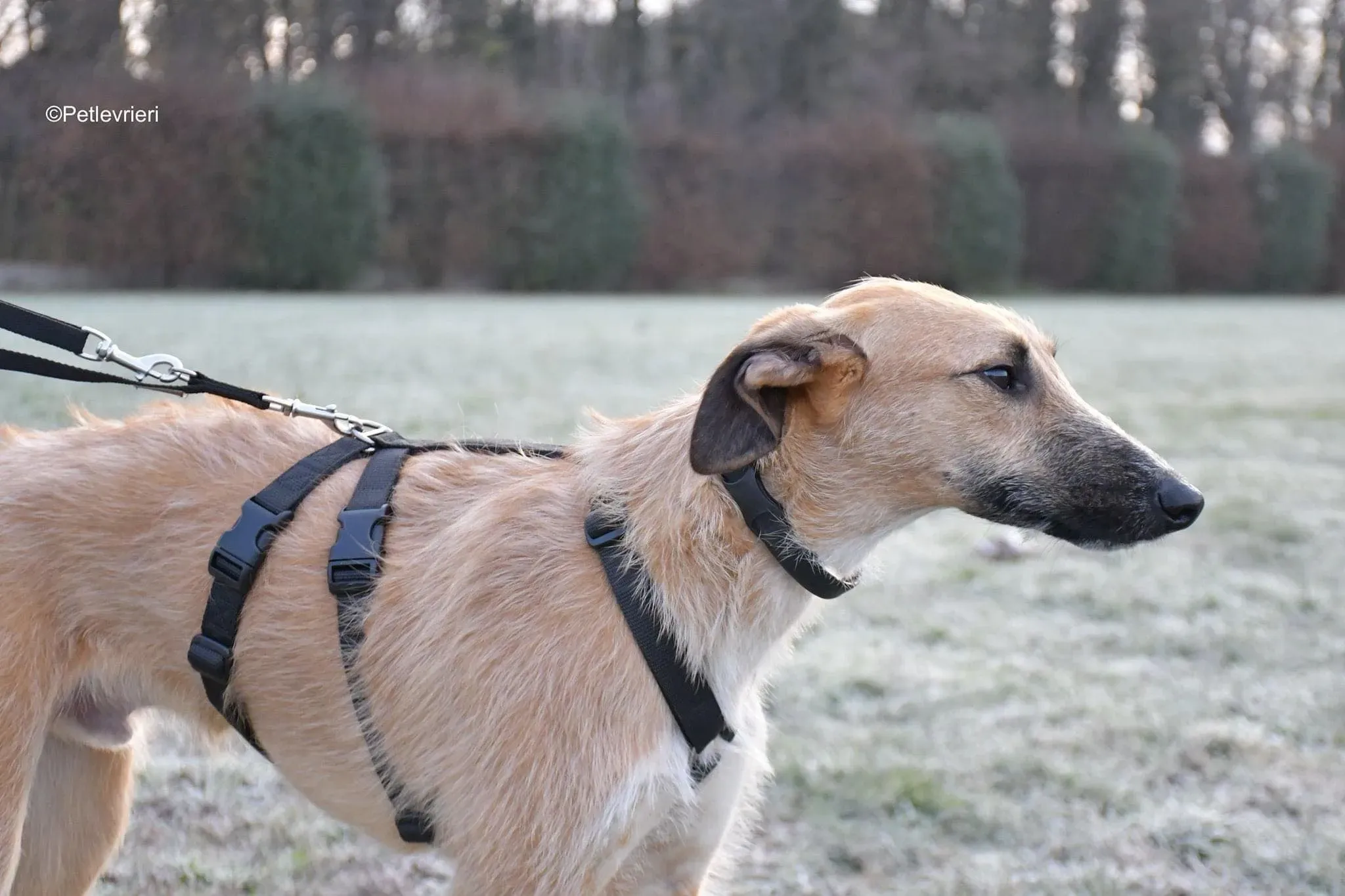 Bob lurcher ruvido adozione levrieri foster cane 20