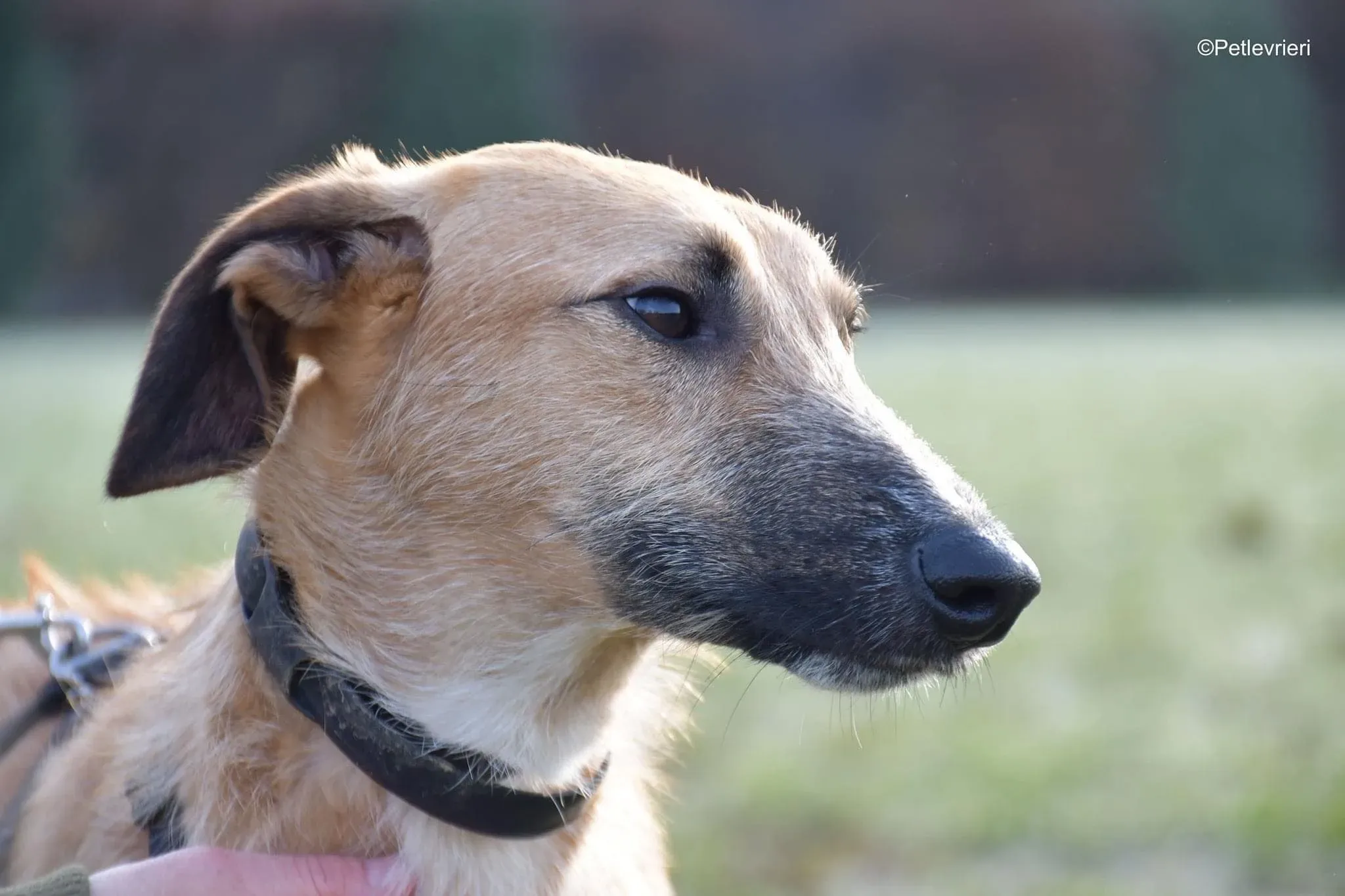 Bob lurcher ruvido adozione levrieri foster cane 24