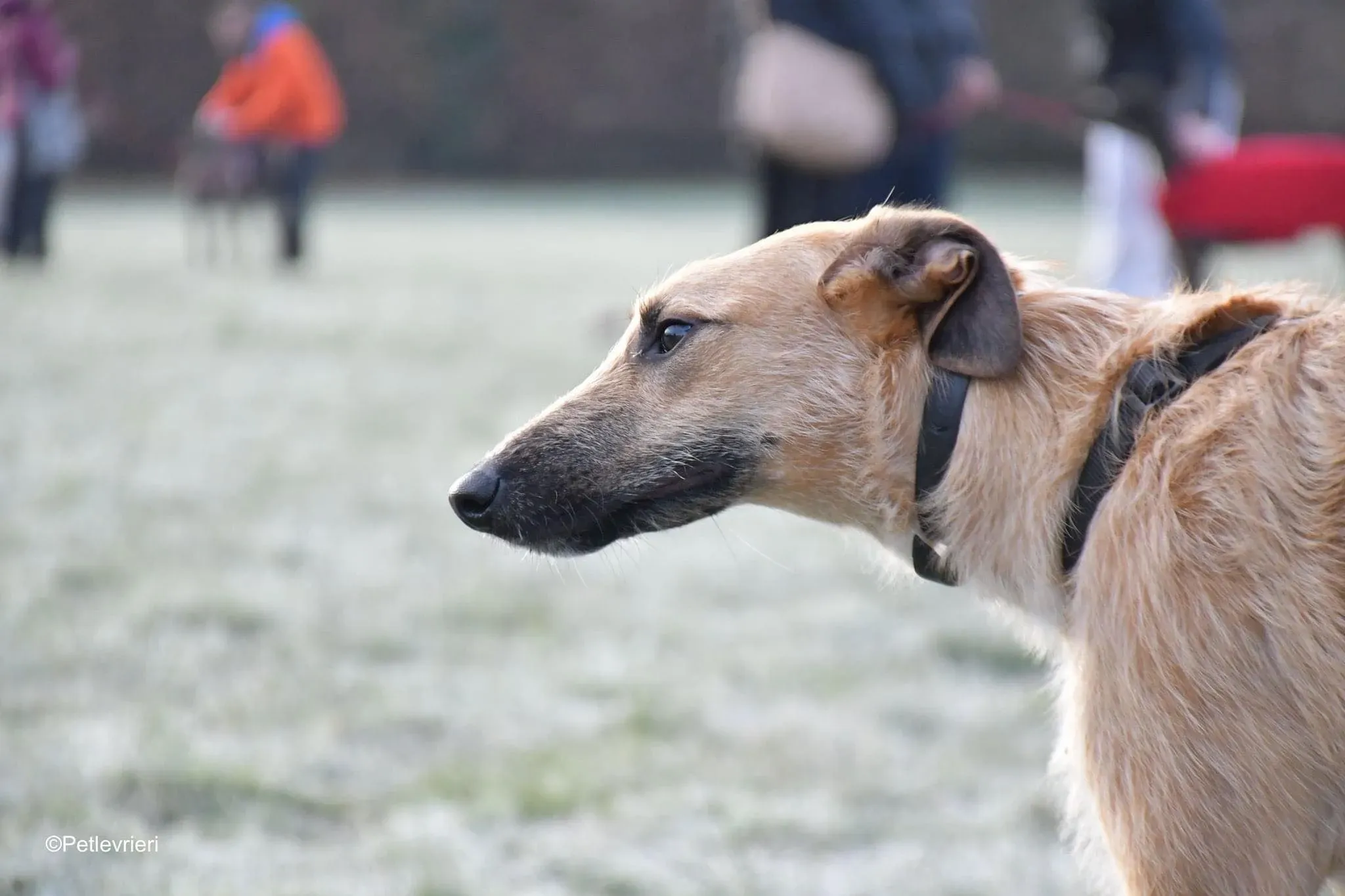 Bob lurcher ruvido adozione levrieri foster cane 25