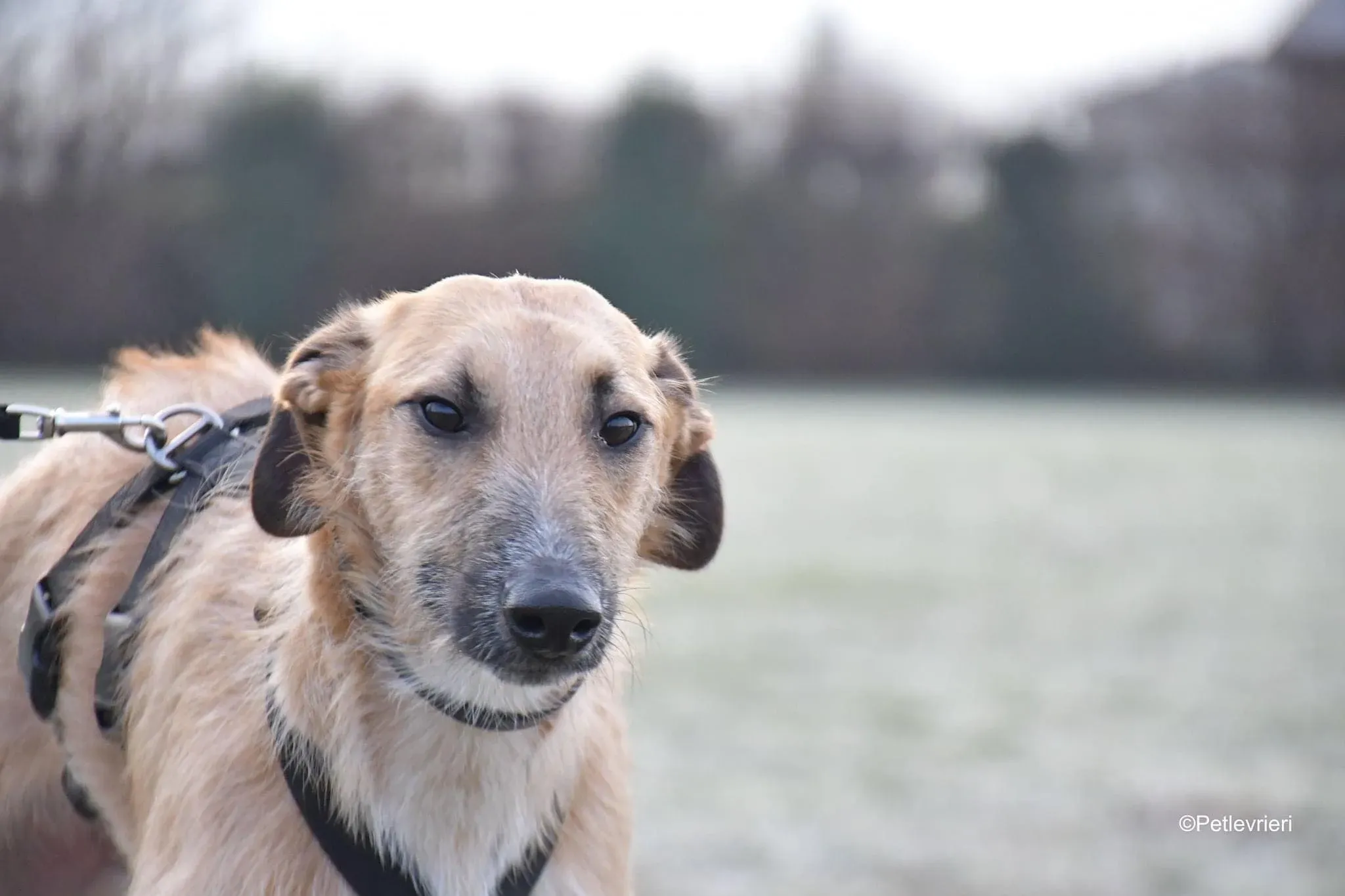 Bob lurcher ruvido adozione levrieri foster cane 27
