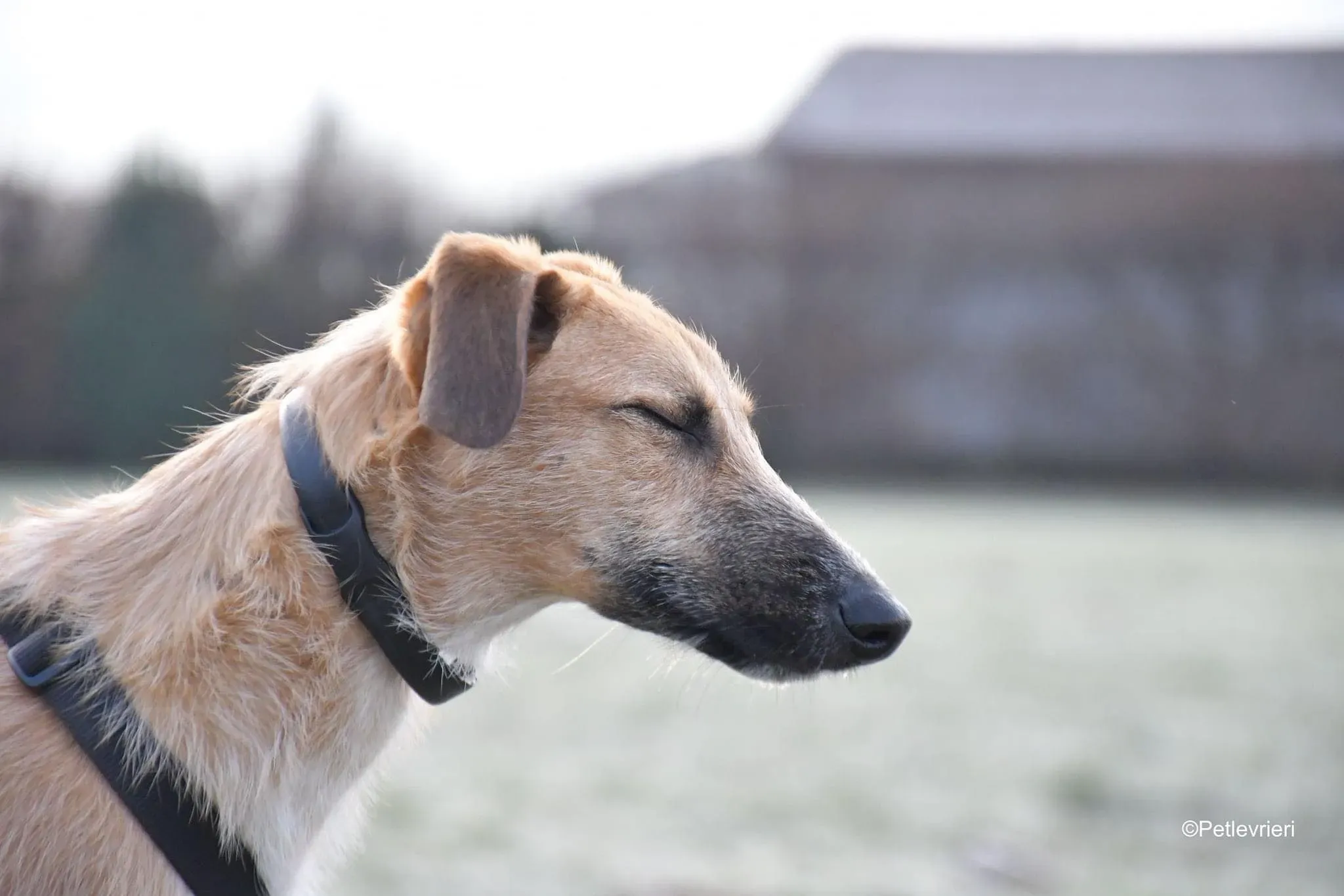 Bob lurcher ruvido adozione levrieri foster cane 28