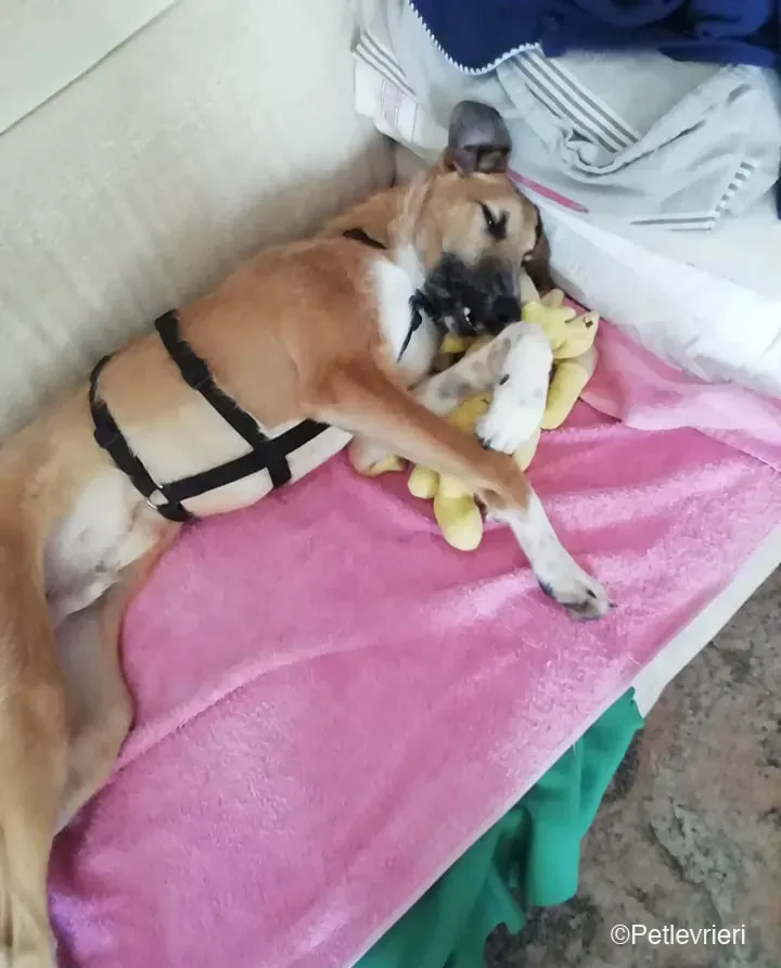 Bob lurcher ruvido adozione levrieri foster cane 3
