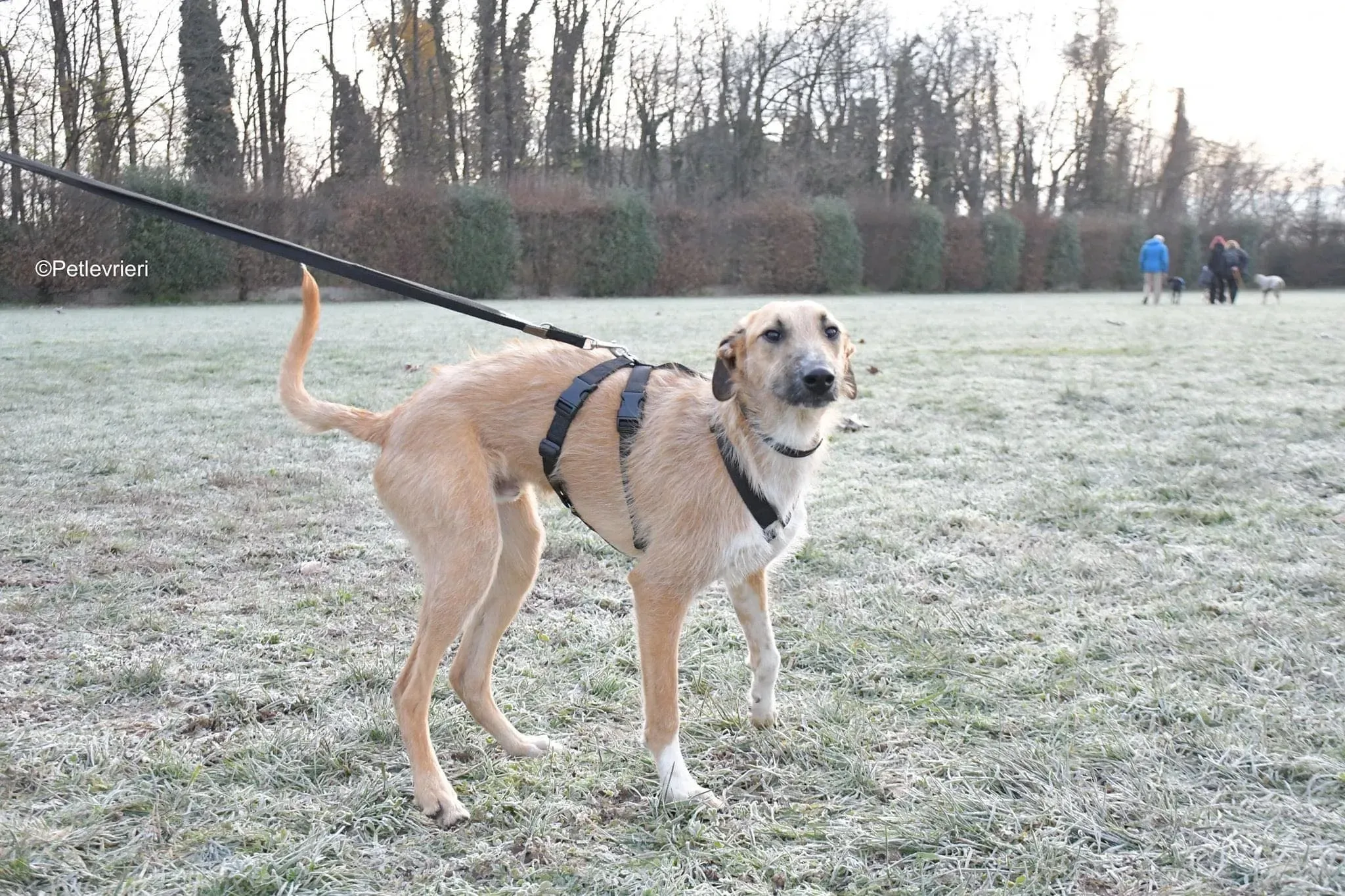 Bob lurcher ruvido adozione levrieri foster cane 30