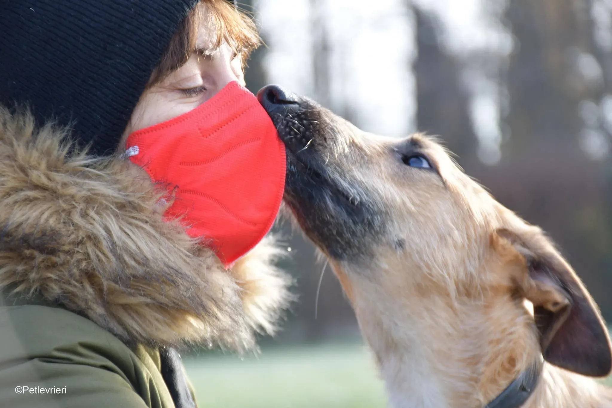 Bob lurcher ruvido adozione levrieri foster cane 31