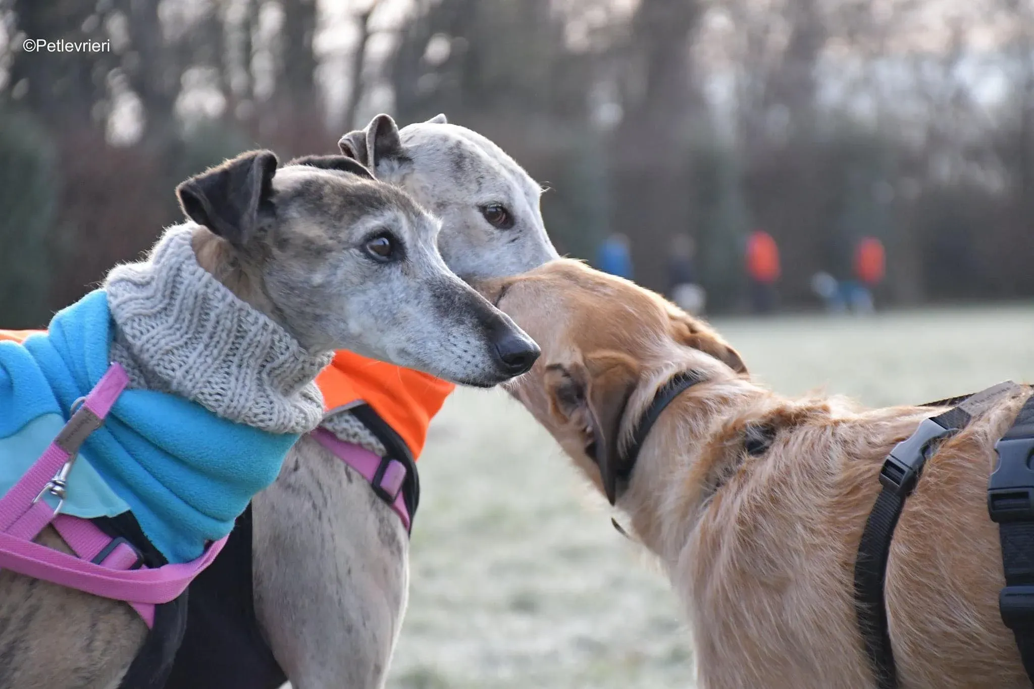 Bob lurcher ruvido adozione levrieri foster cane 32