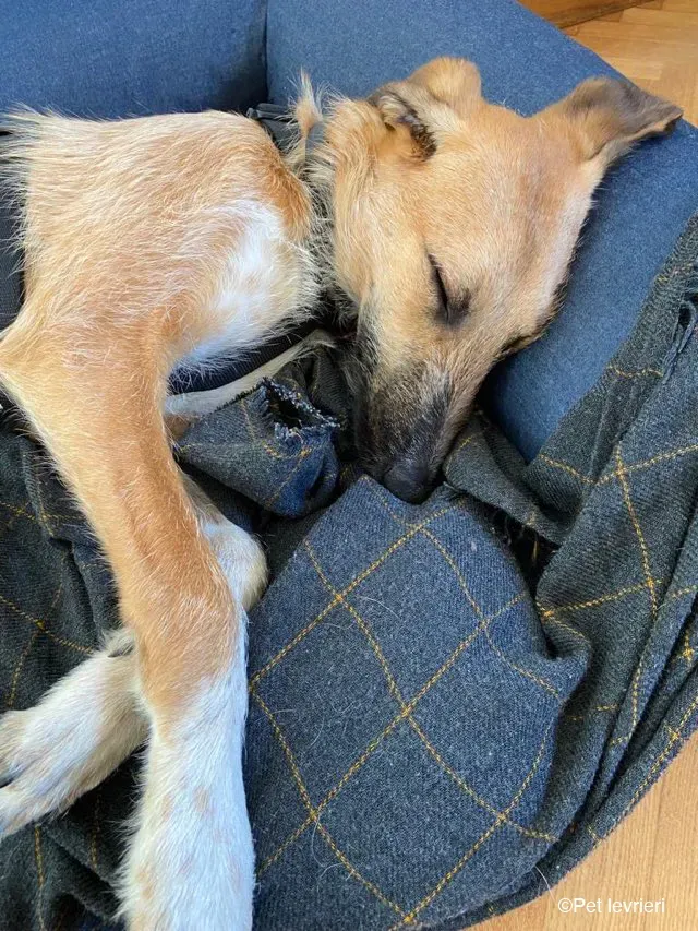 Bob lurcher ruvido adozione levrieri foster cane 33