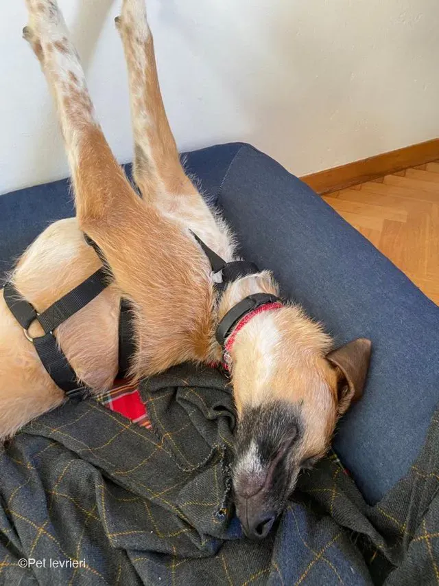 Bob lurcher ruvido adozione levrieri foster cane 34 1