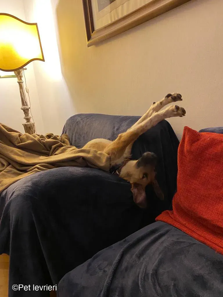 Bob lurcher ruvido adozione levrieri foster cane 35