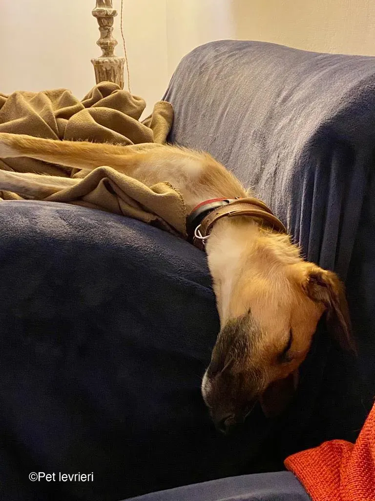 Bob lurcher ruvido adozione levrieri foster cane 36