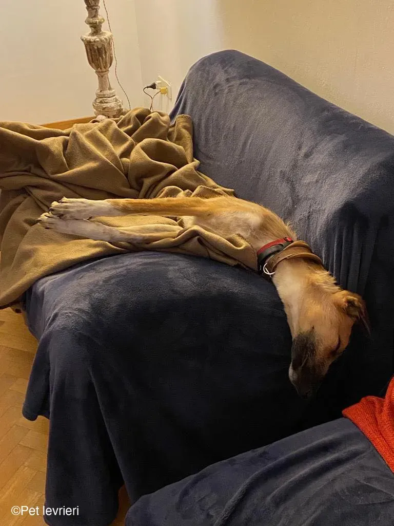 Bob lurcher ruvido adozione levrieri foster cane 40