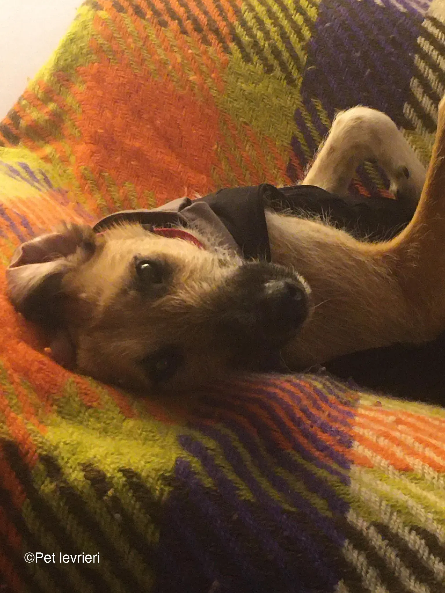 Bob lurcher ruvido adozione levrieri foster cane 41