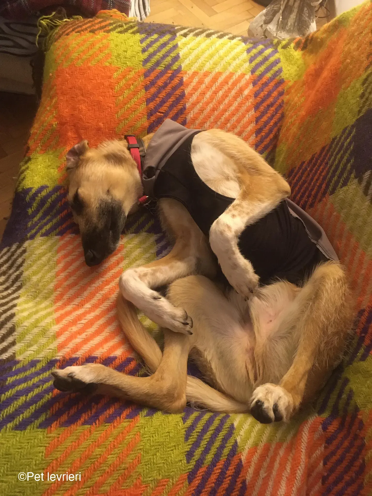 Bob lurcher ruvido adozione levrieri foster cane 42