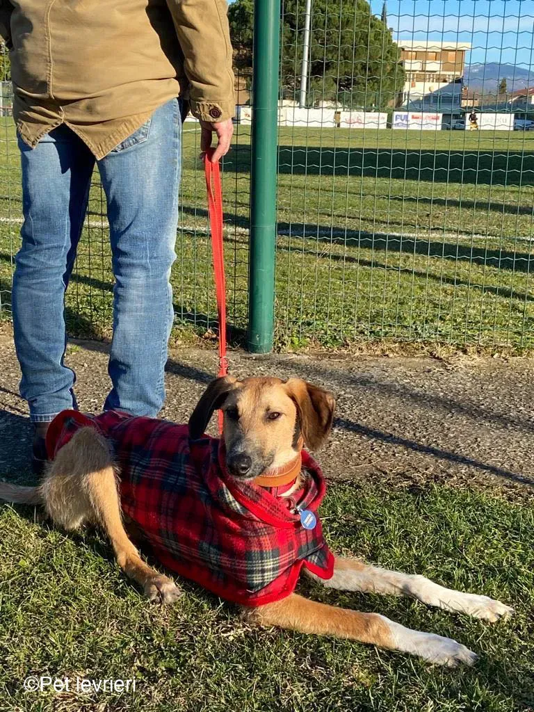 Bob lurcher ruvido adozione levrieri foster cane 43