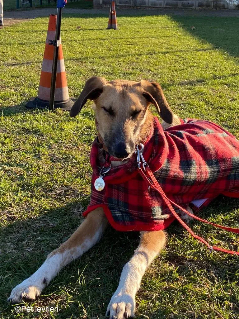 Bob lurcher ruvido adozione levrieri foster cane 44