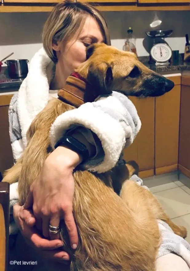 Bob lurcher ruvido adozione levrieri foster cane 45