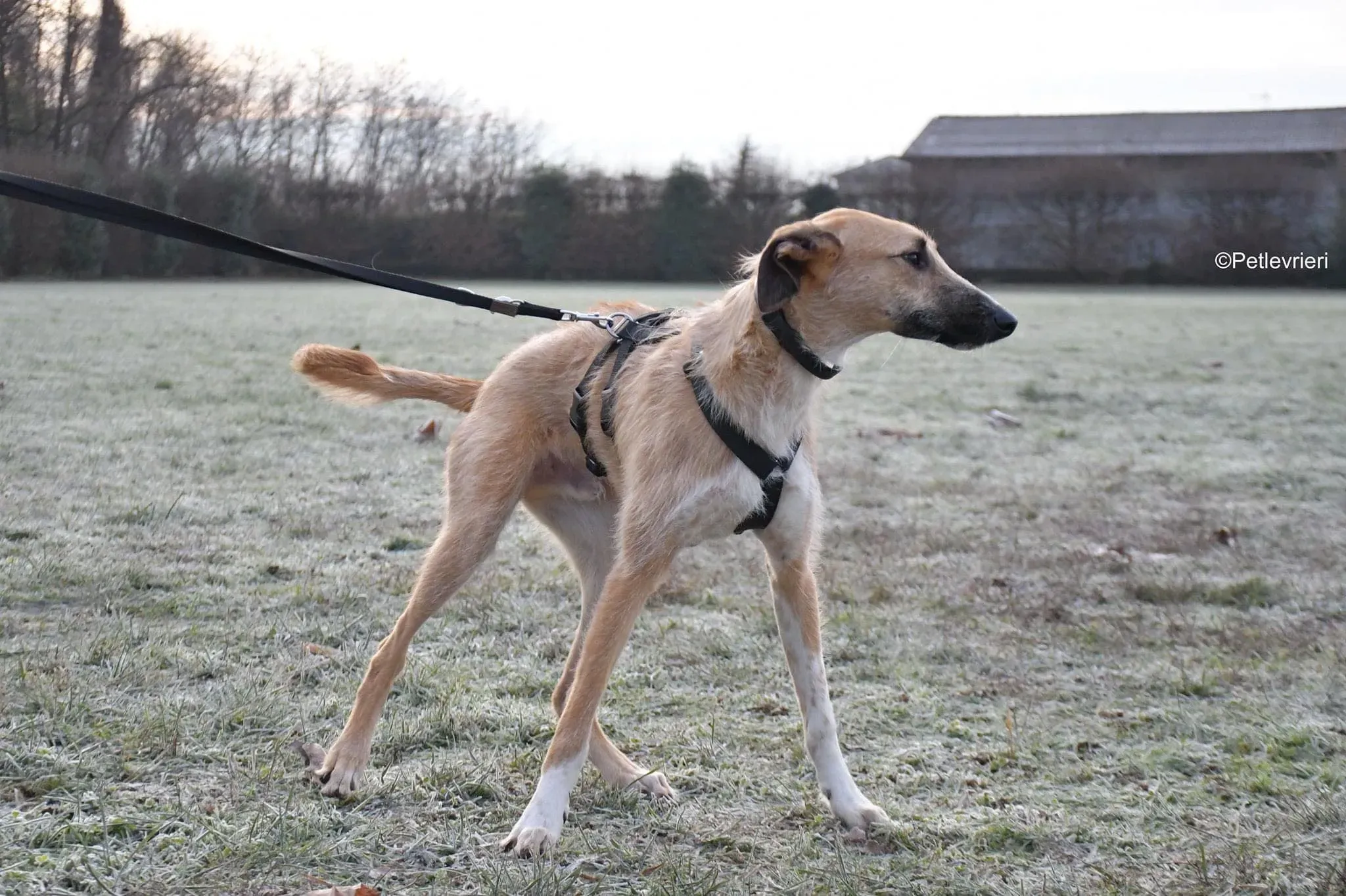 Bob lurcher ruvido adozione levrieri foster cane 46