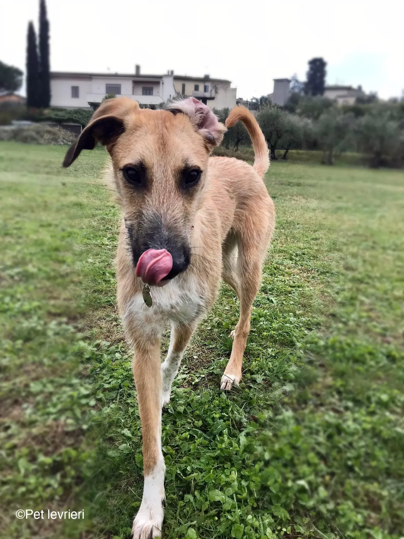 Bob lurcher ruvido adozione levrieri foster cane 47