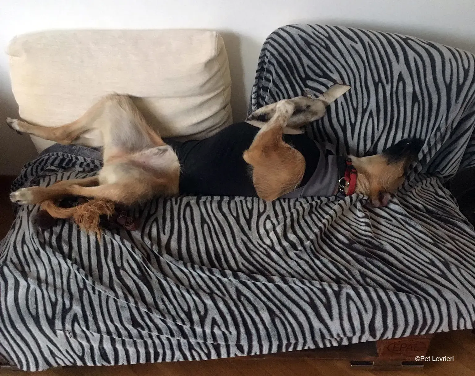 Bob lurcher ruvido adozione levrieri foster cane 48