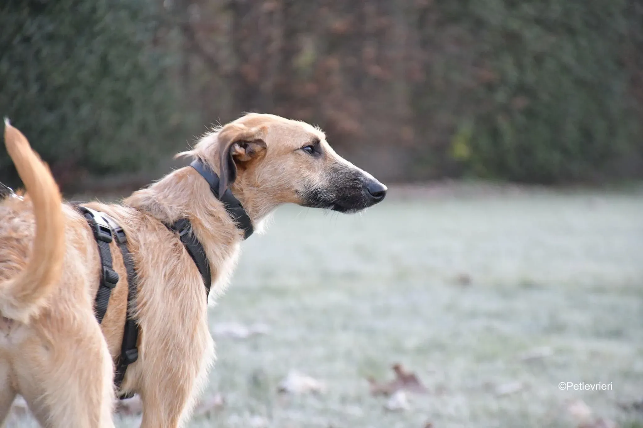 Bob lurcher ruvido adozione levrieri foster cane 49
