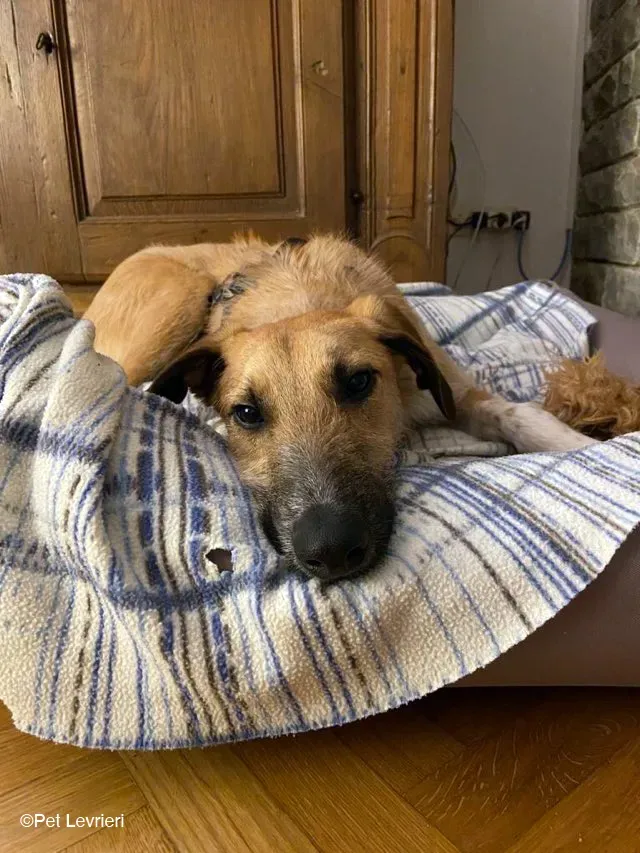 Bob lurcher ruvido adozione levrieri foster cane 50