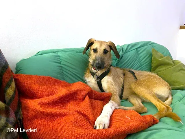 Bob lurcher ruvido adozione levrieri foster cane 51