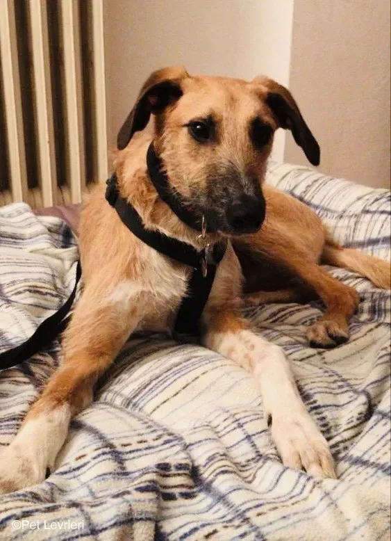 Bob lurcher ruvido adozione levrieri foster cane 52