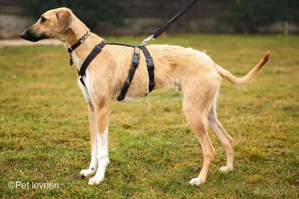 Bob lurcher ruvido adozione levrieri foster cane 58