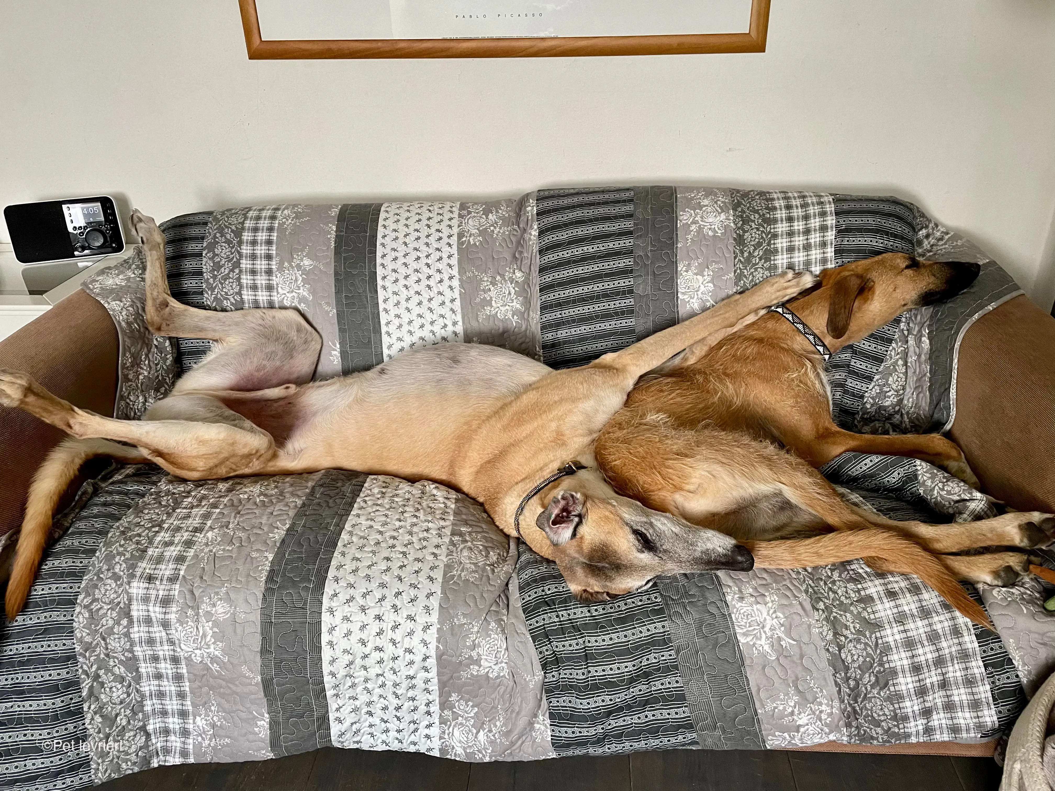 Bob lurcher ruvido adozione levrieri foster cane 59