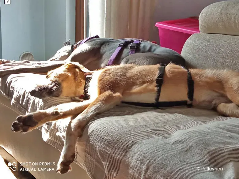 Bob lurcher ruvido adozione levrieri foster cane 6