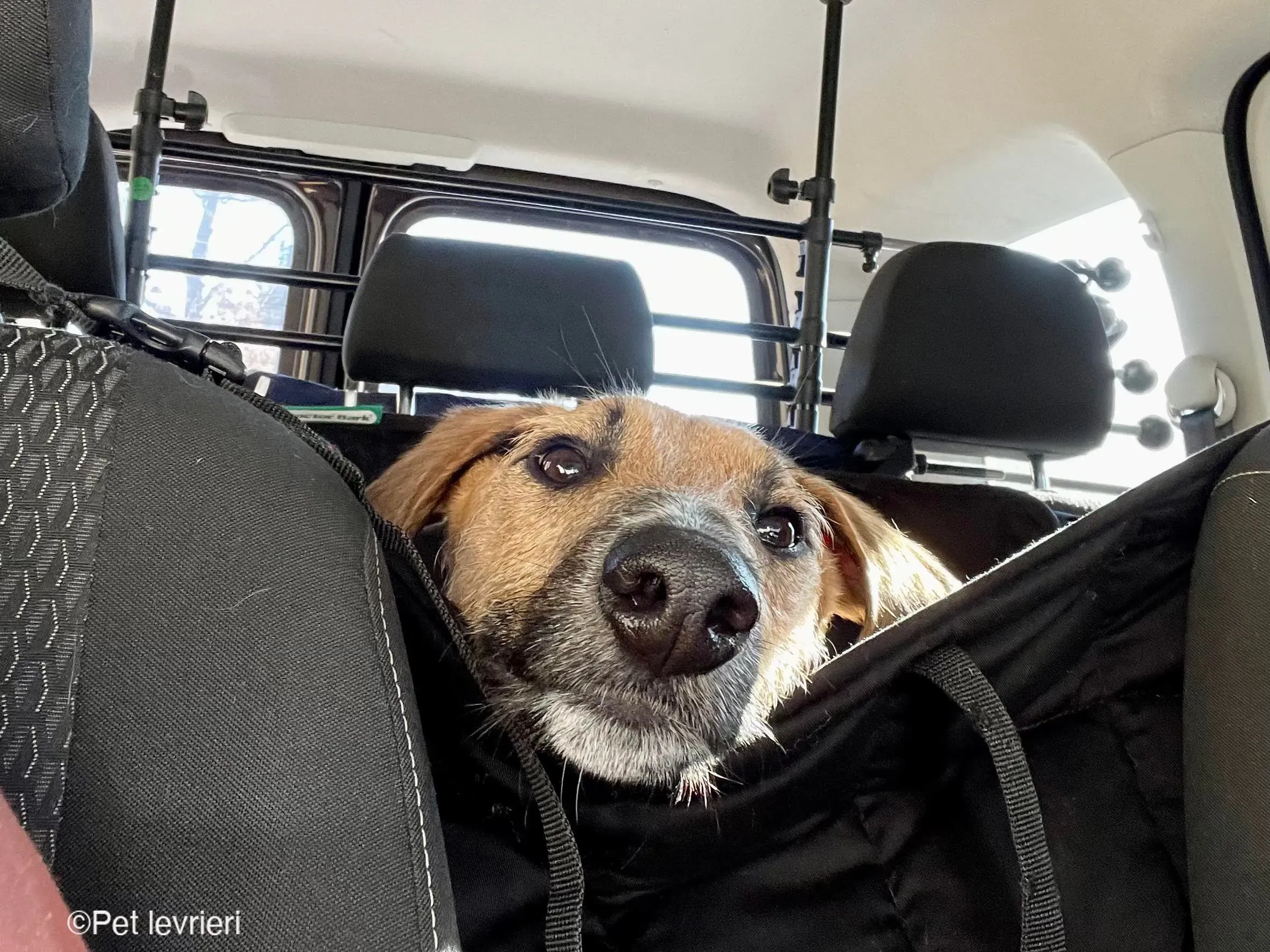 Bob lurcher ruvido adozione levrieri foster cane 61