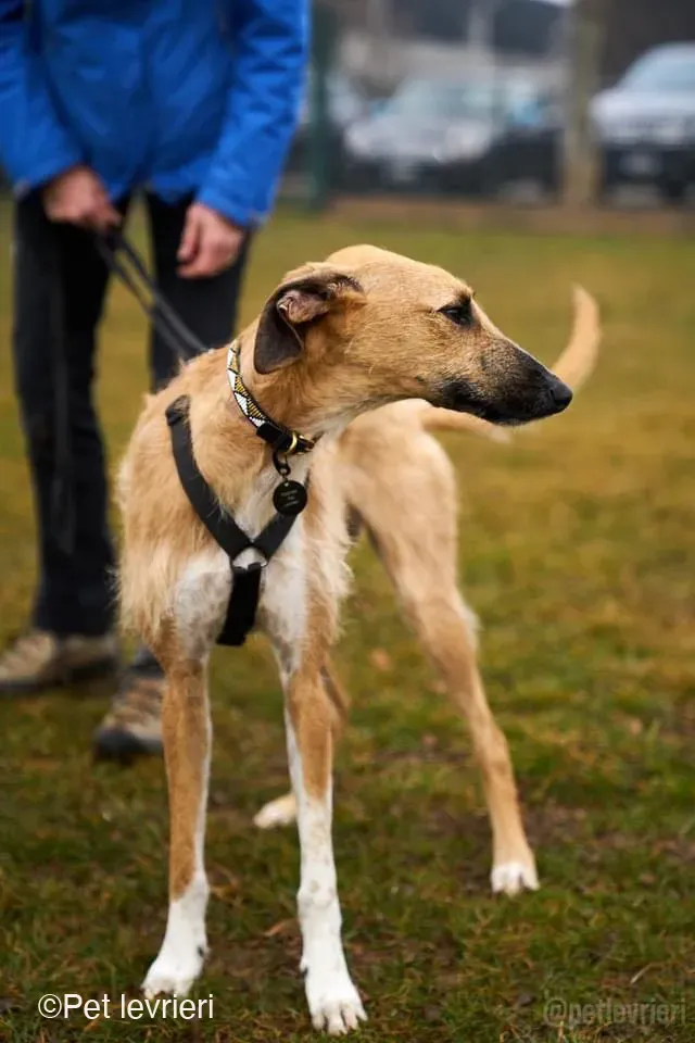 Bob lurcher ruvido adozione levrieri foster cane 62