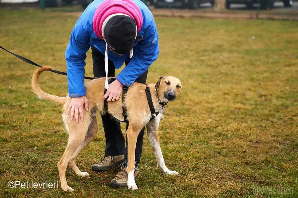 Bob lurcher ruvido adozione levrieri foster cane 63