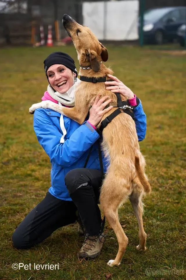 Bob lurcher ruvido adozione levrieri foster cane 64
