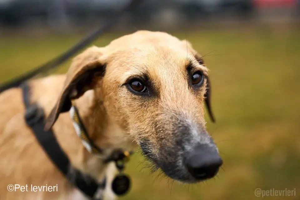 Bob lurcher ruvido adozione levrieri foster cane 65