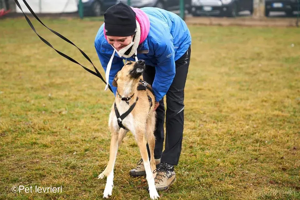 Bob lurcher ruvido adozione levrieri foster cane 66