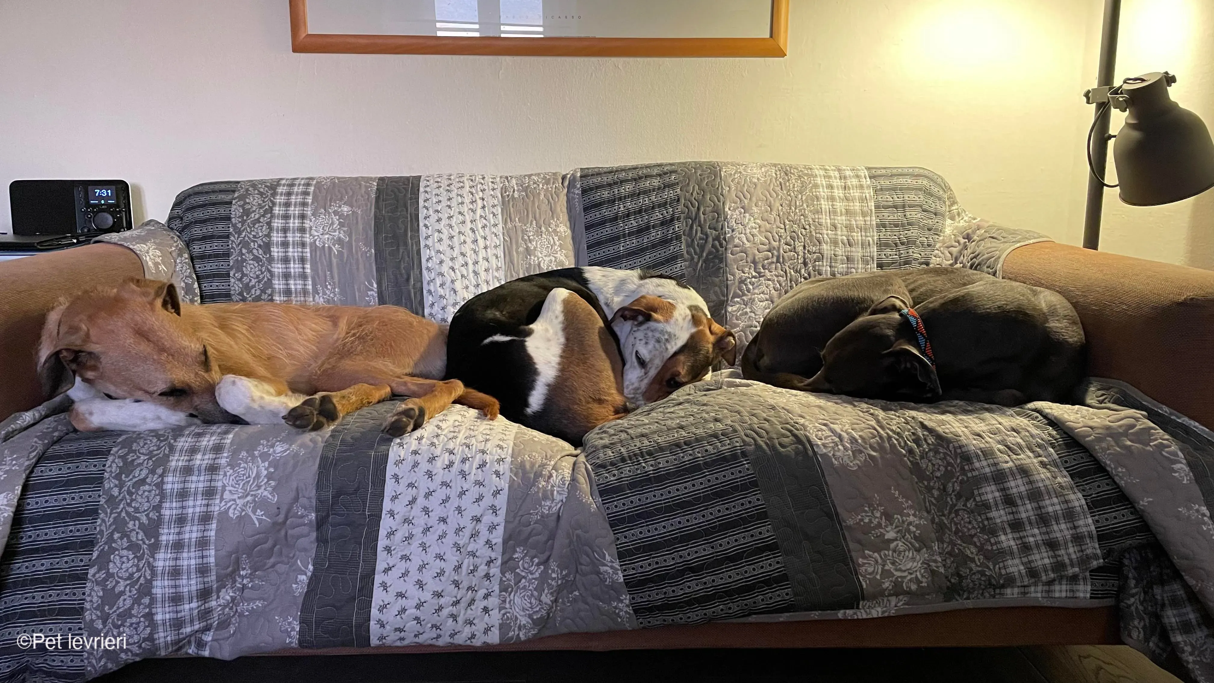 Bob lurcher ruvido adozione levrieri foster cane 67