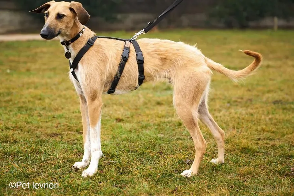 Bob lurcher ruvido adozione levrieri foster cane 68