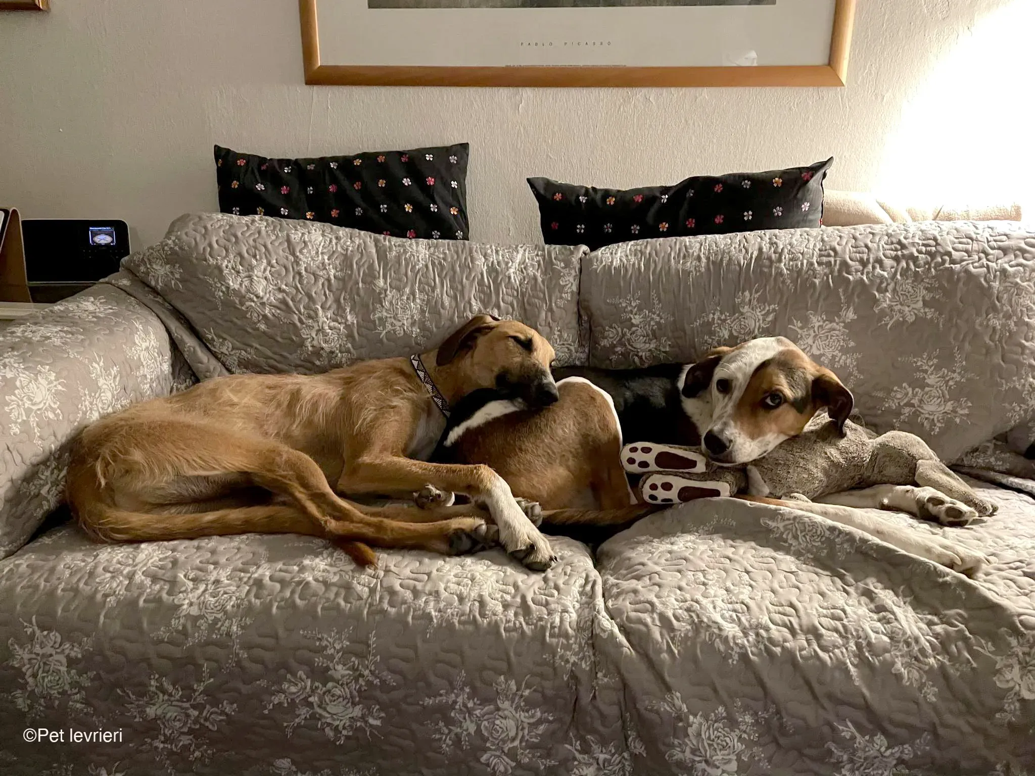 Bob lurcher ruvido adozione levrieri foster cane 69