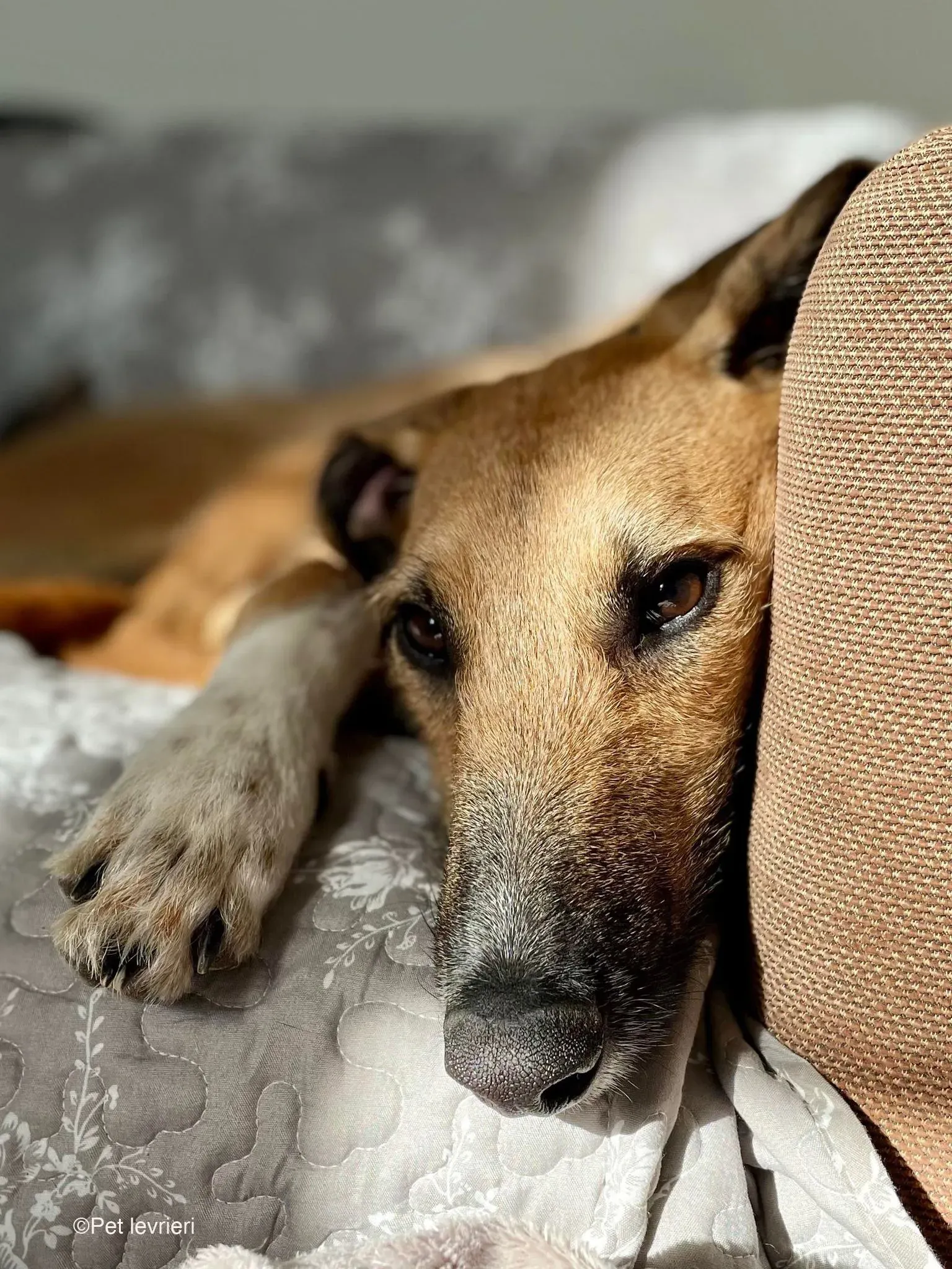 Bob lurcher ruvido adozione levrieri foster cane 70