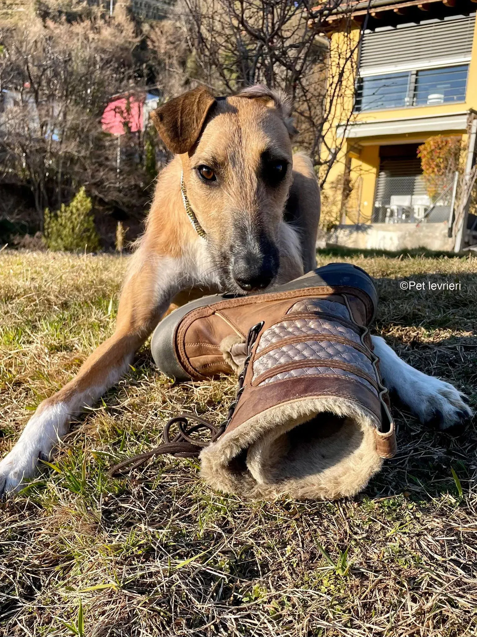 Bob lurcher ruvido adozione levrieri foster cane 71