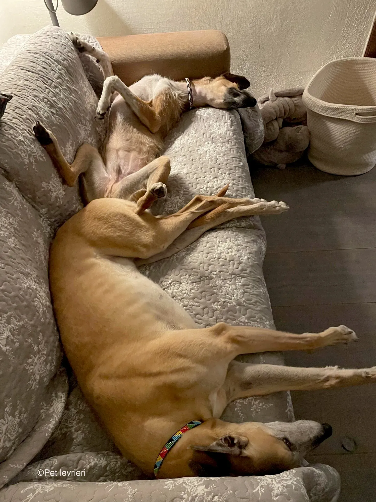 Bob lurcher ruvido adozione levrieri foster cane 72