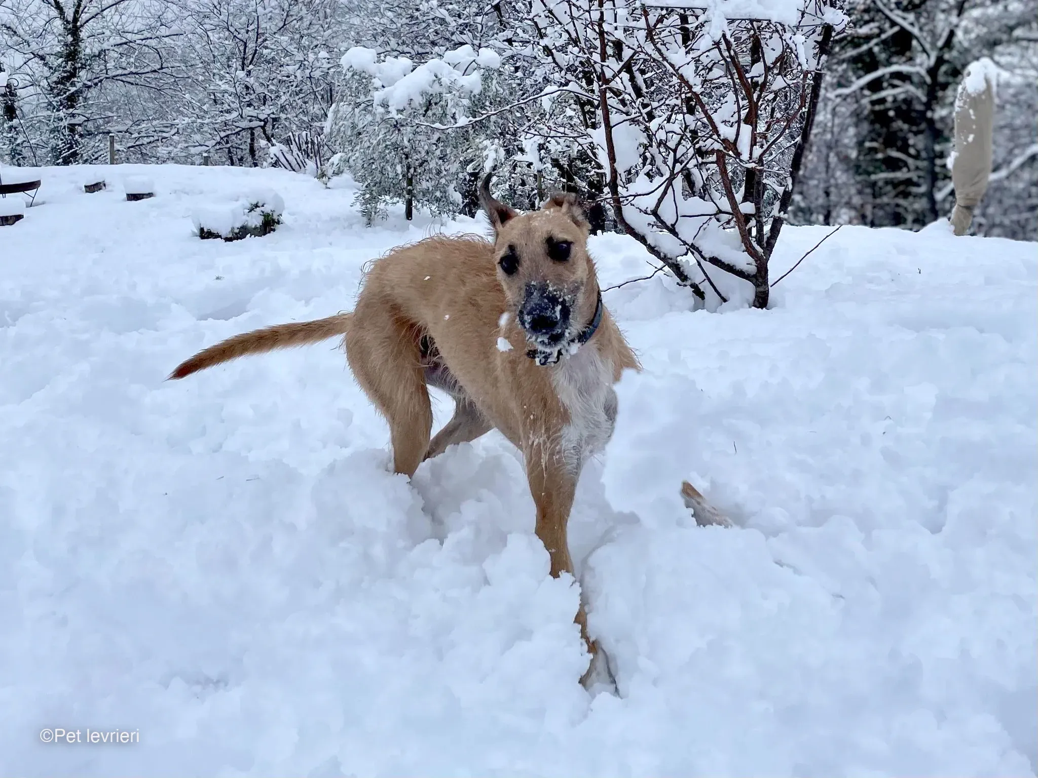 Bob lurcher ruvido adozione levrieri foster cane 73