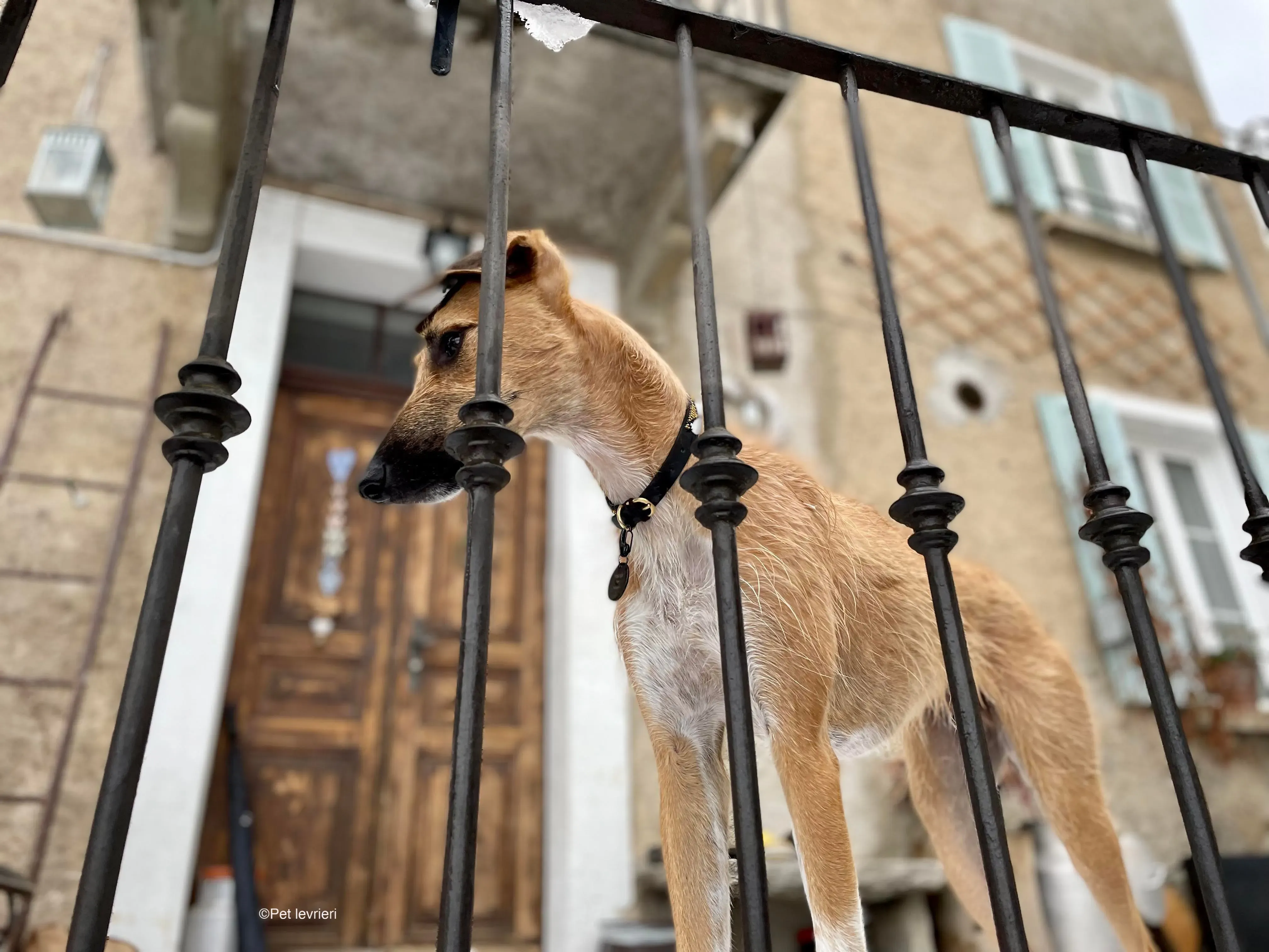 Bob lurcher ruvido adozione levrieri foster cane 74