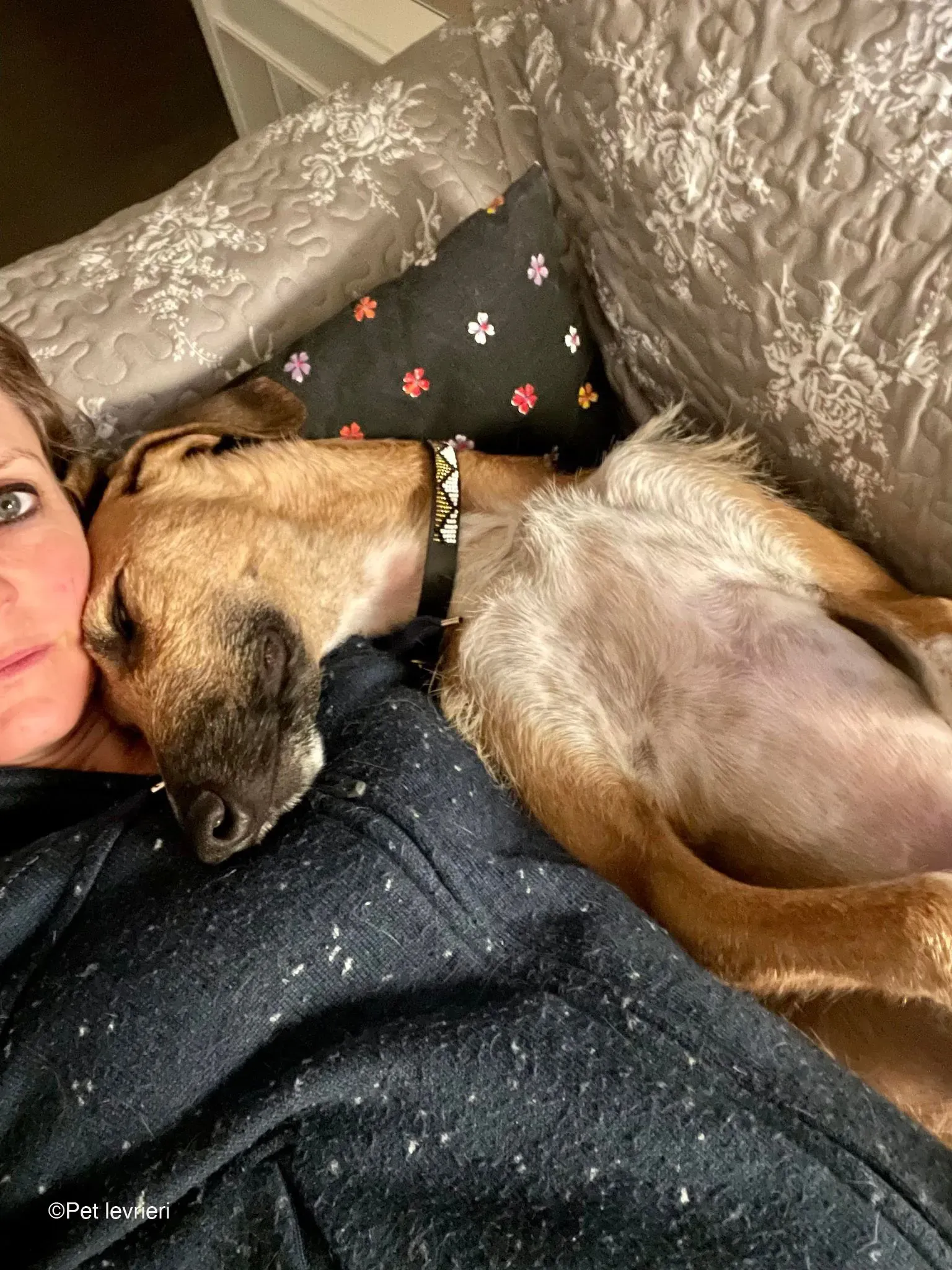 Bob lurcher ruvido adozione levrieri foster cane 75