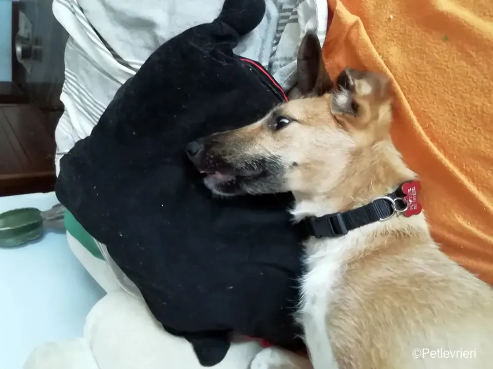 Bob lurcher ruvido adozione levrieri foster cane 8