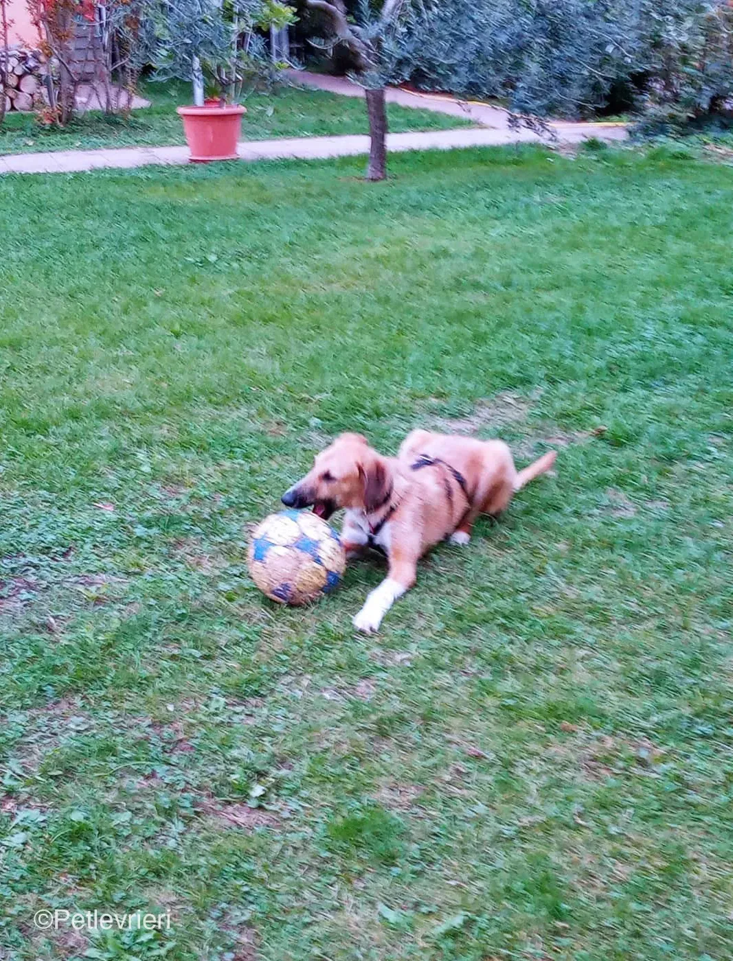 Bob lurcher ruvido adozione levrieri foster cane 9